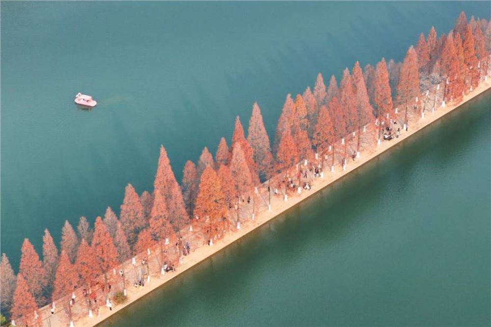 长沙：水杉披红引客来