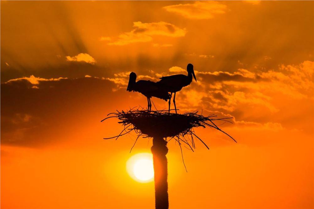 北归东方白鹳陆续“安家生娃”