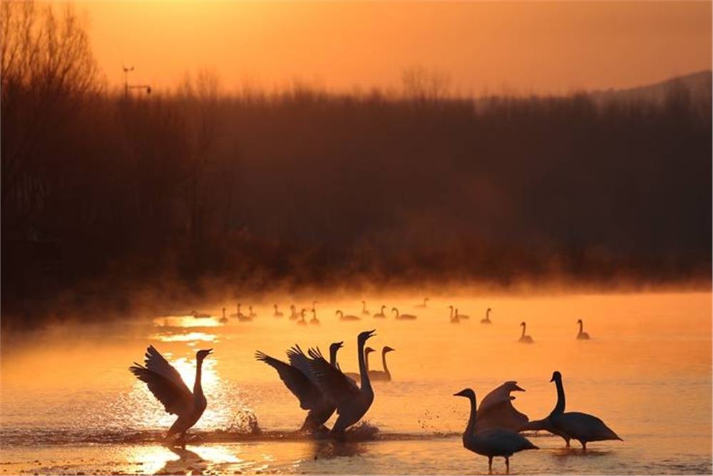 辽宁北票：白羽曼舞天鹅湾