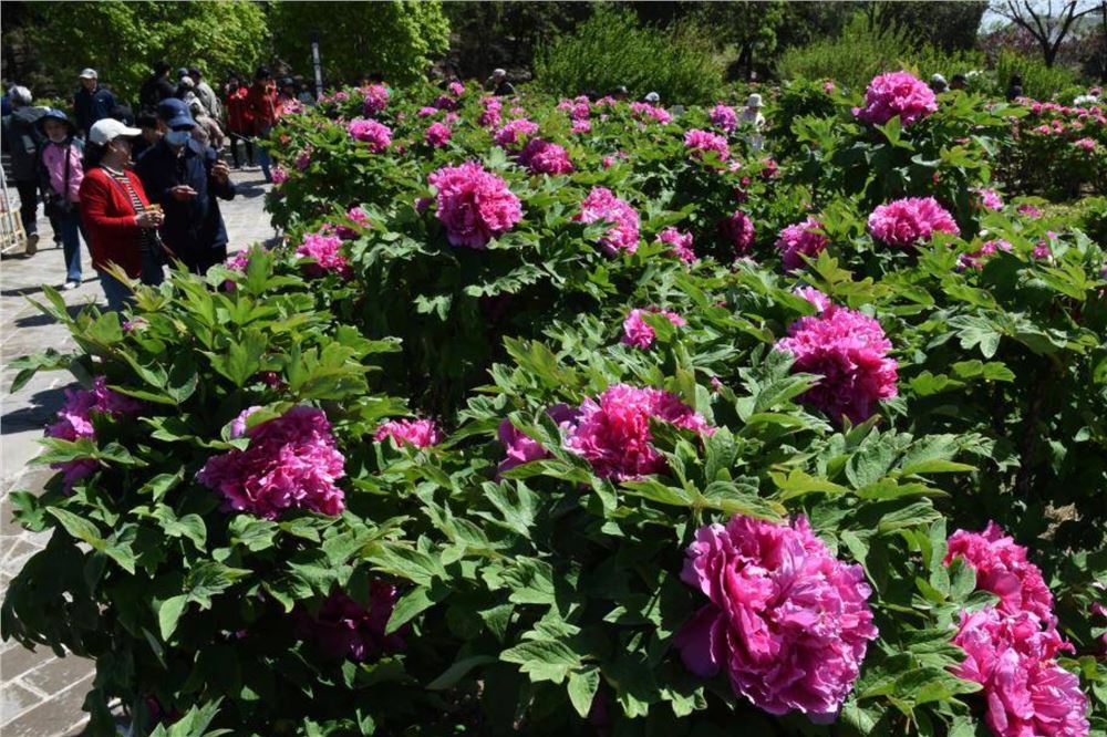 北京圆明园：谷雨赏牡丹
