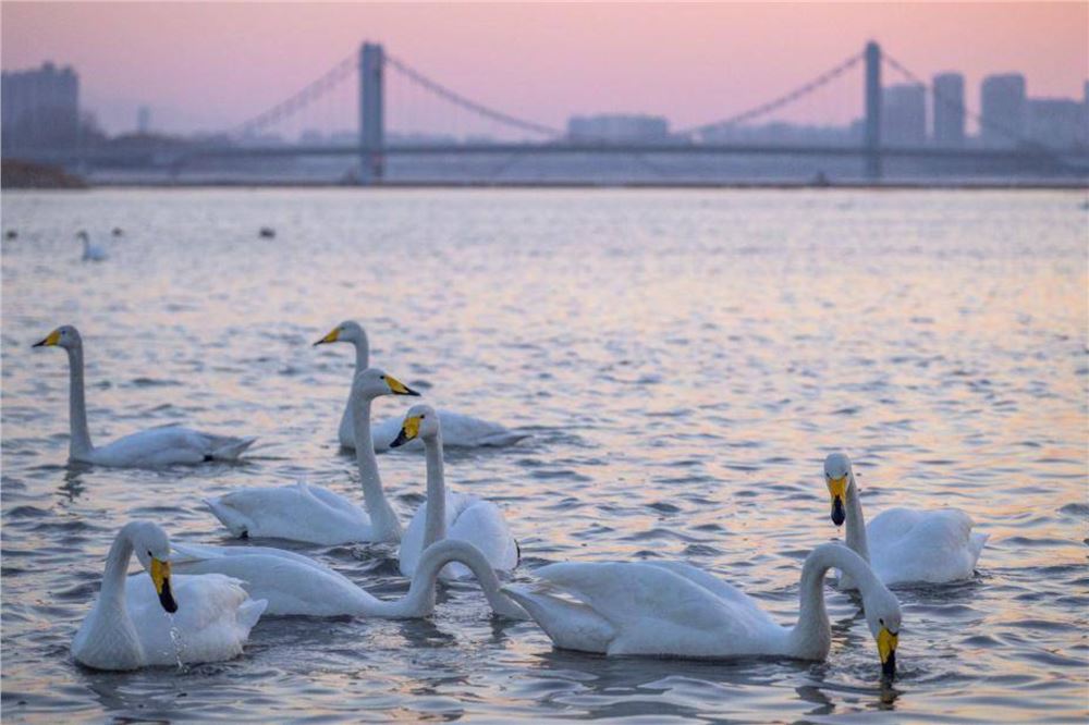 辽宁朝阳：大凌河畔 天鹅翩跹