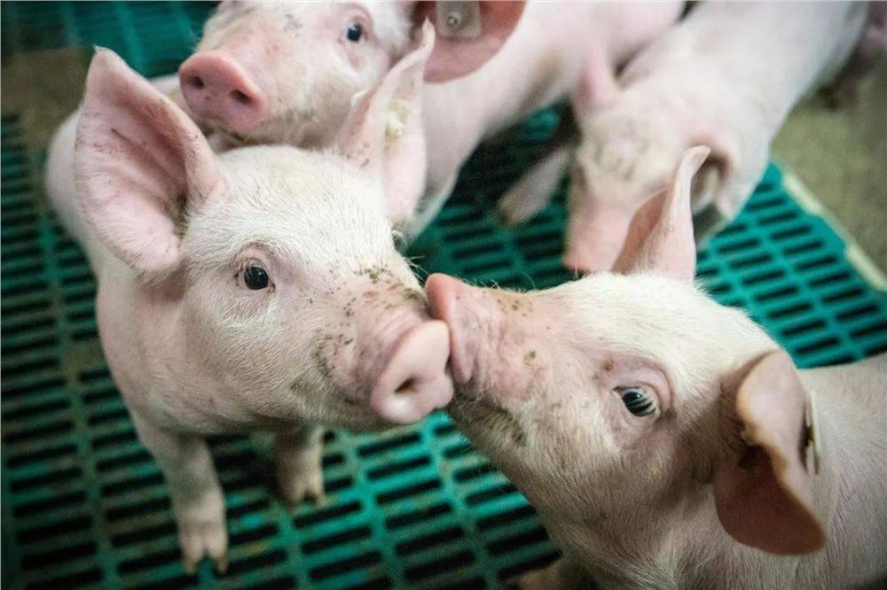 猪肉卖出“姜蒜价” 产业链期待突围 ——猪肉价格如何跳出“猪周期”