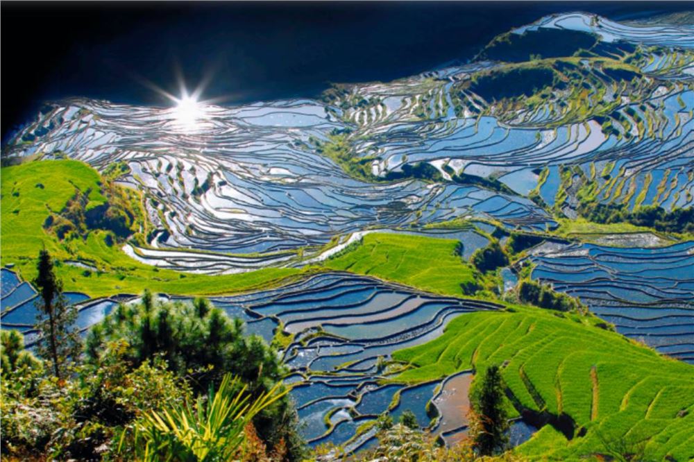 云南红河：梯田鎏金夜