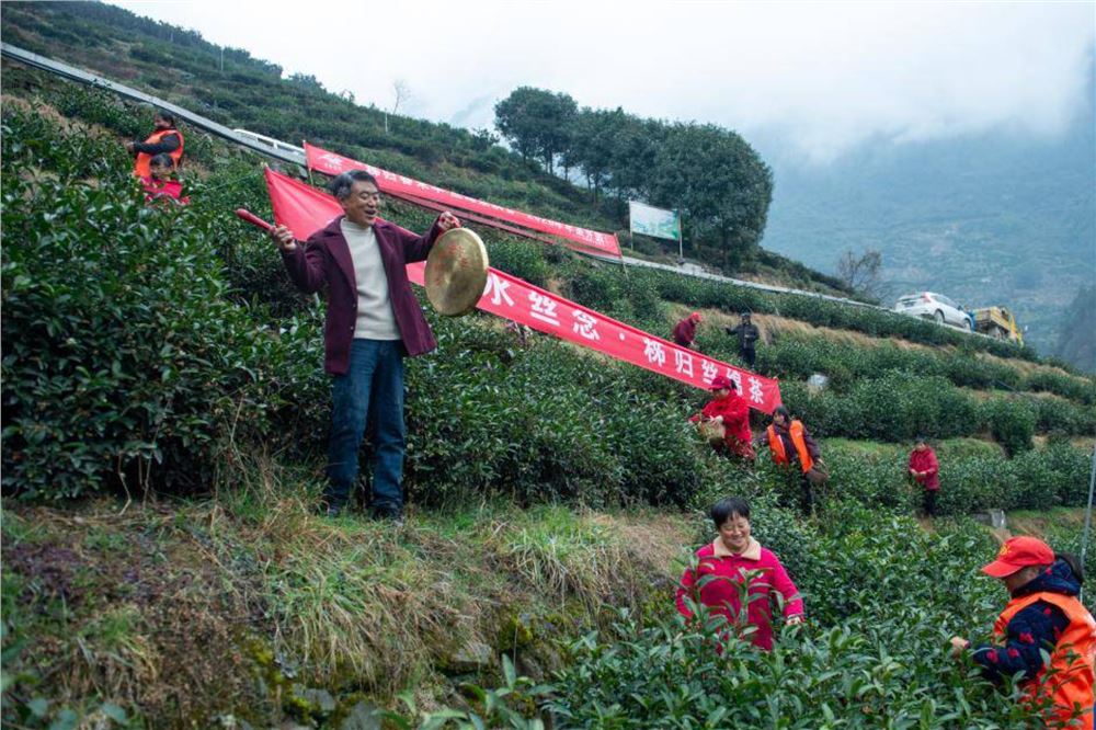 湖北秭归：峡江采早茶