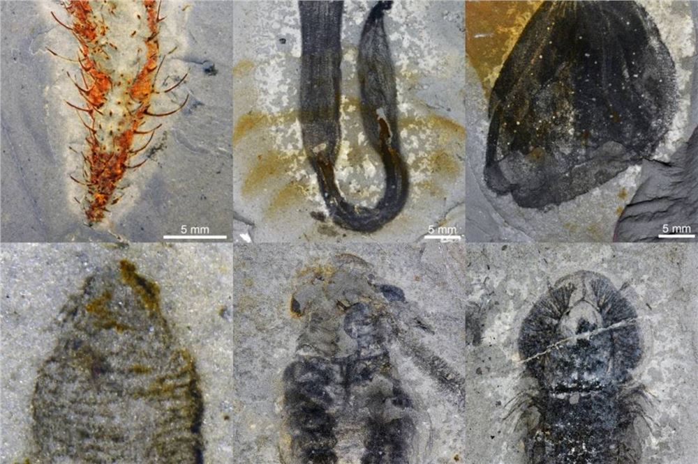 震撼发现！揭开5亿年前生命大灭绝真相 花垣生物群媲美两大世界遗产