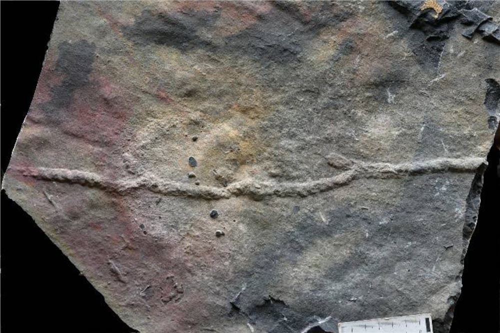 远古发现丨我国科学家发现最古老的动物“地下公寓”