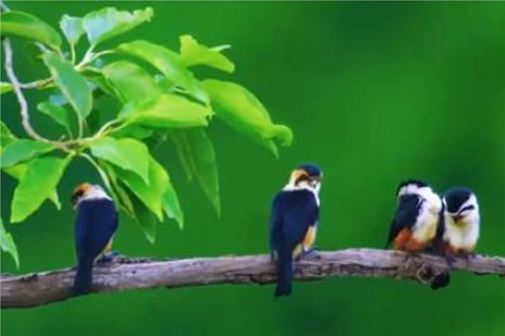 云南盈江：用观鸟和暖冬优势带动旅居