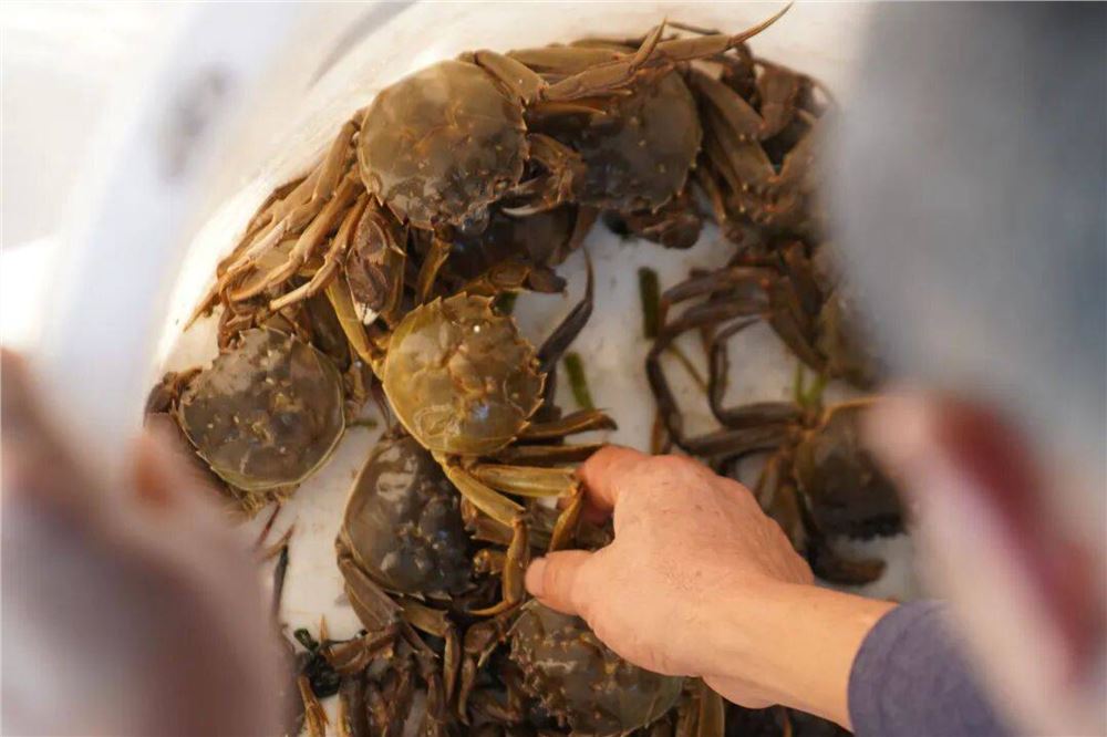 温馨提示！大闸蟹的食用得注意