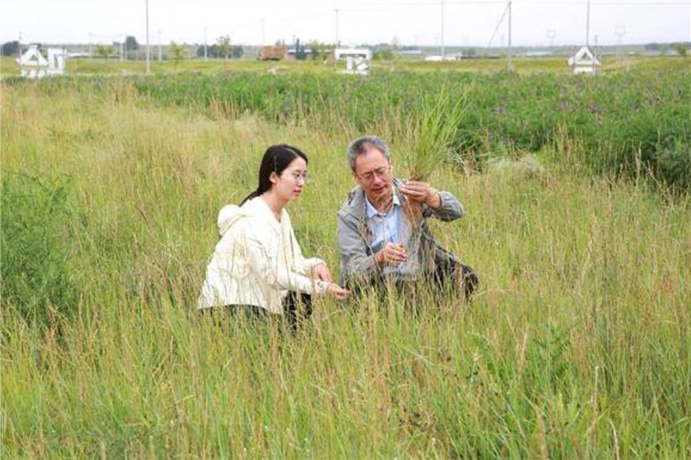 治沙女博士 坚守毛乌素