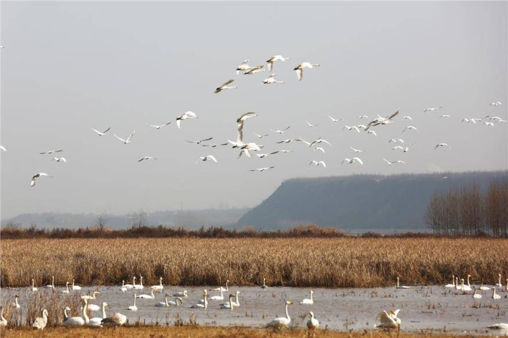 黄河湿地“候鸟欢歌”