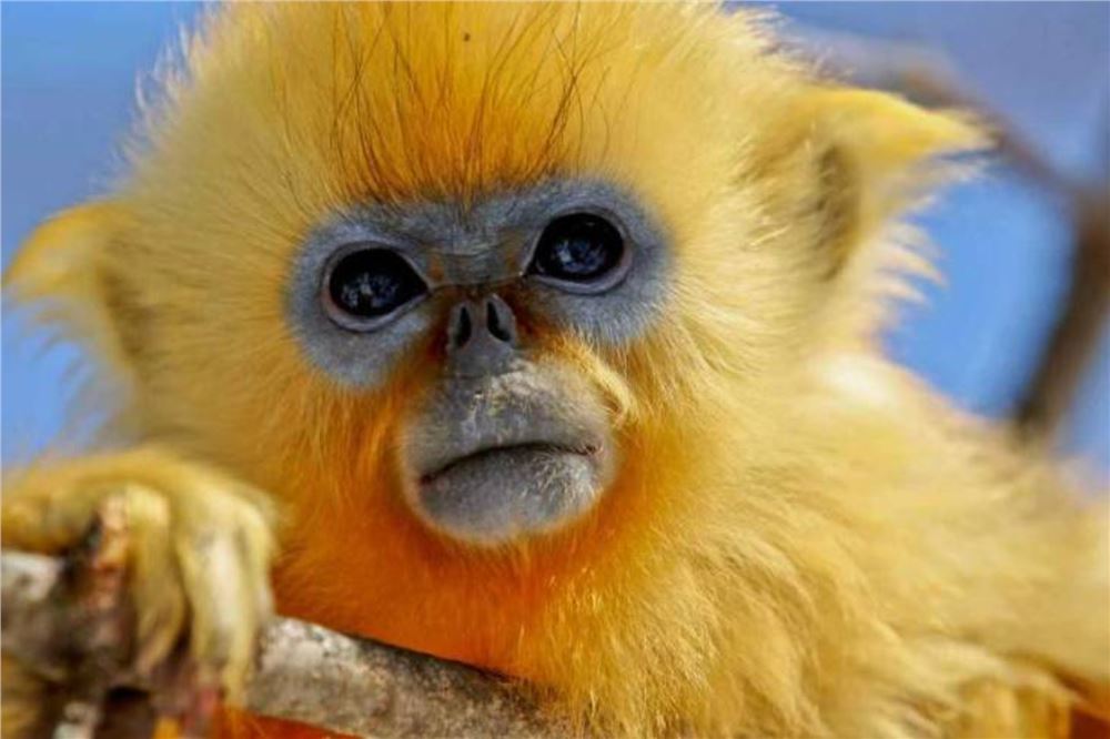 这群堪比大熊猫珍贵的山中精灵，正被温柔呵护