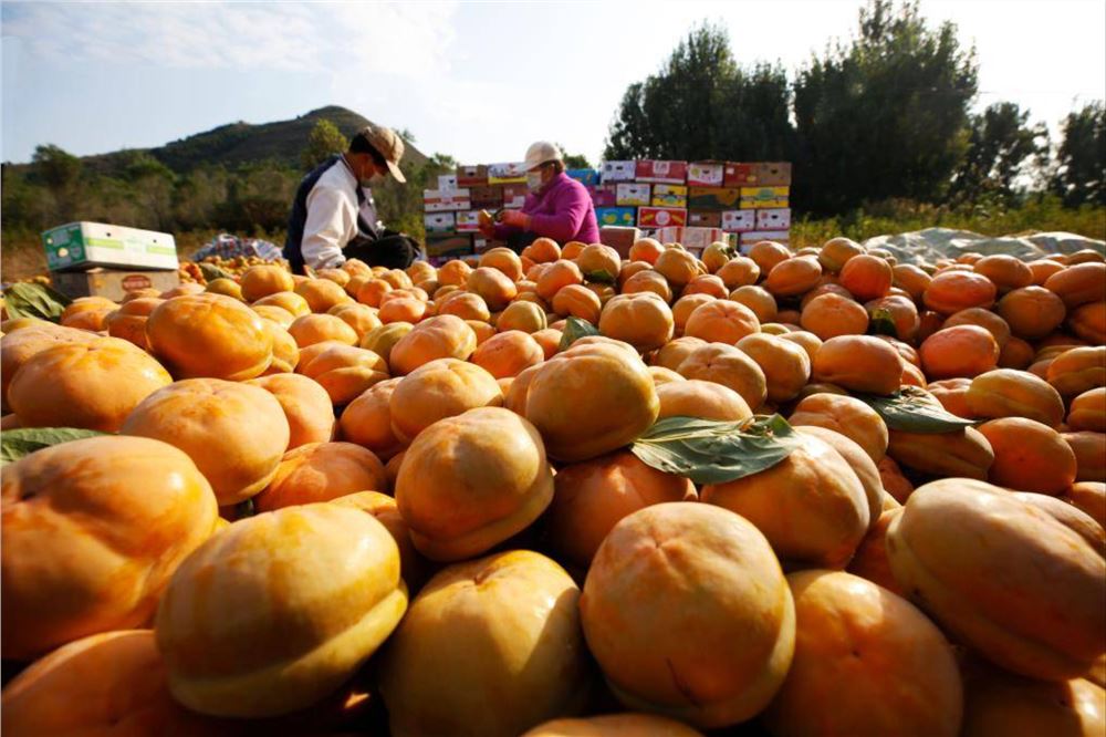 “红灯笼”下话振兴——“柿子沟”丰收一线见闻