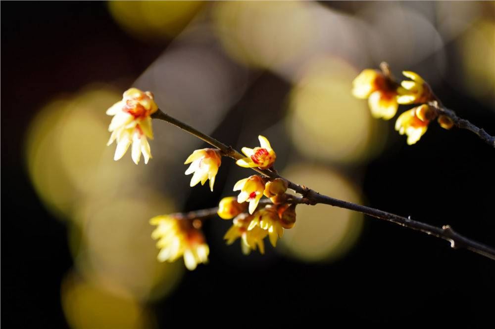 谁在寒冬先报春