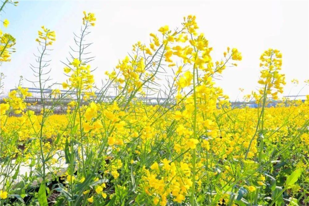 遍地金黄入画来 湖南多地油菜花迎来最美花期