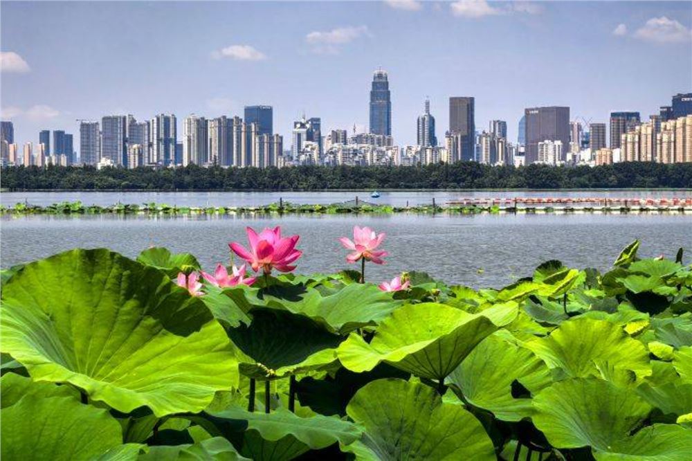 美丽中国丨荷风十里东湖夏 碧水长天入画来