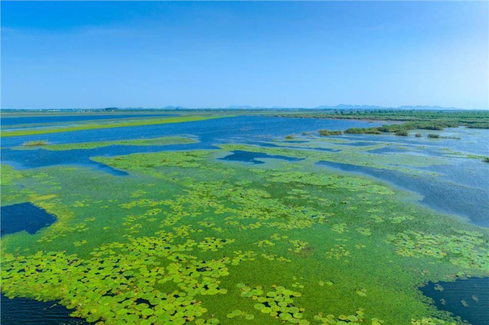 守护武汉沉湖湿地的“夏日精灵”