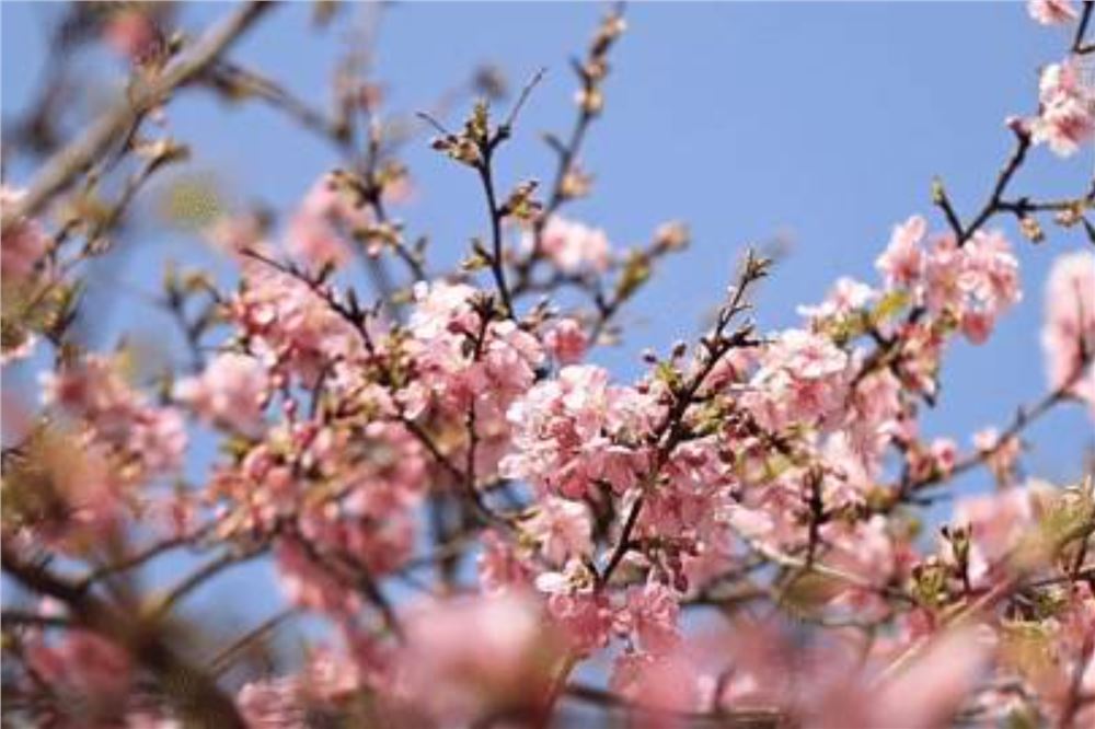 上海早樱盛放 赴一场“浪漫粉霞”之约