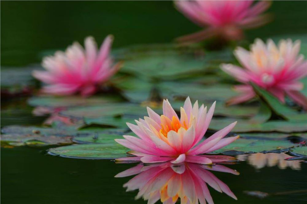 睡莲花开 暗香浮动
