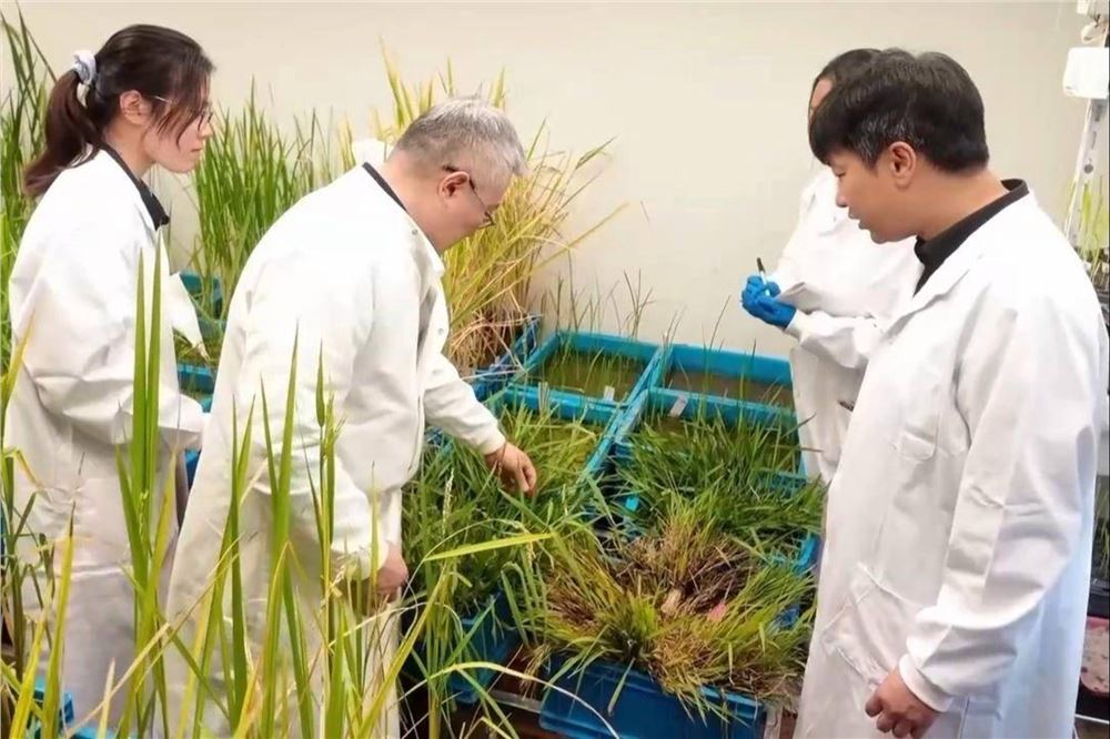 重拾丢失基因 中国科学家培育出“长寿水稻”