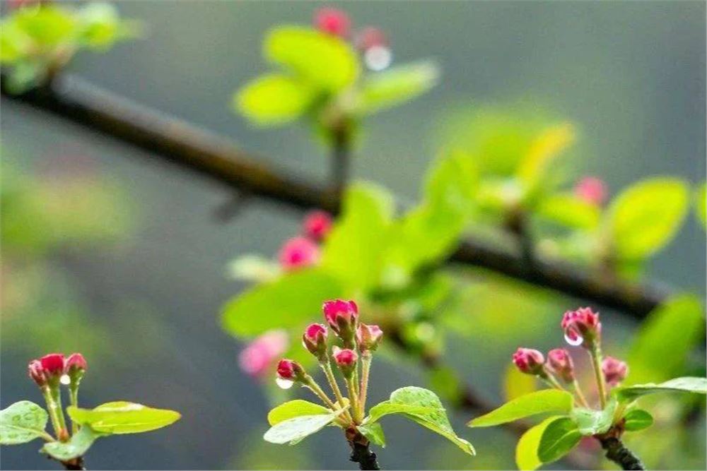 多地将迎今年气温新高 全国入春进程图来了