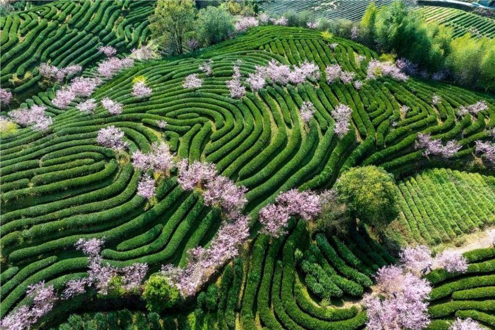 春日经济新图景丨开往春天的列车，一路繁花一路歌！