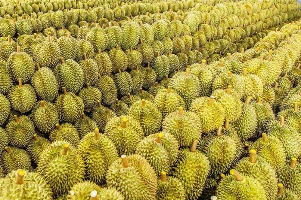 前4个月云南磨憨口岸进口鲜榴莲超12万吨
