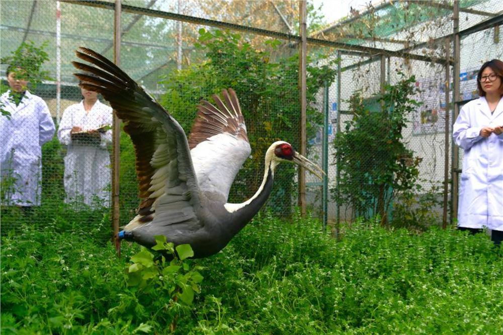 救治伤病鸟类 护航迁徙通道