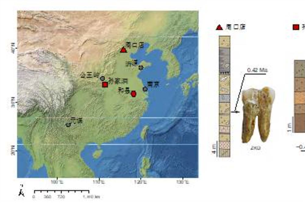 6颗40万年前的直立人牙齿解锁东亚古人类演化新认知