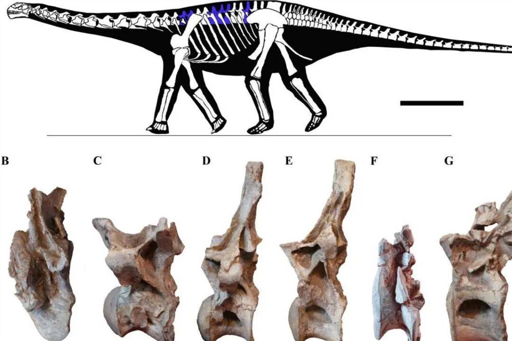 远古发现|云南楚雄发现蜥脚类恐龙一新属种