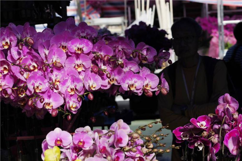 特写：香港年宵花市群芳斗艳喜迎新春