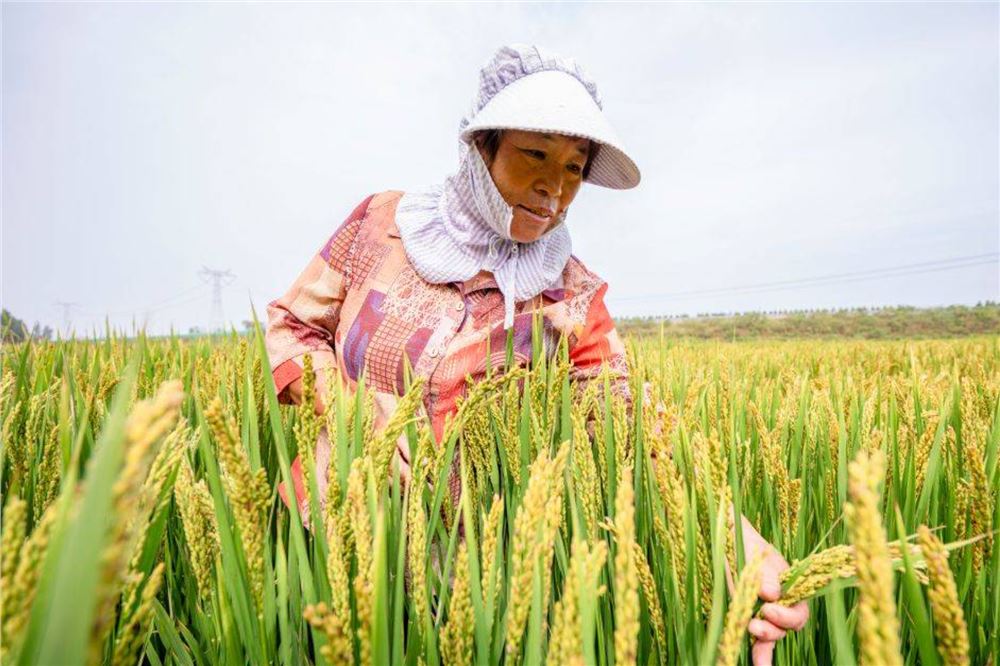 诗意中国丨乐哉今岁事，天末稻云黄