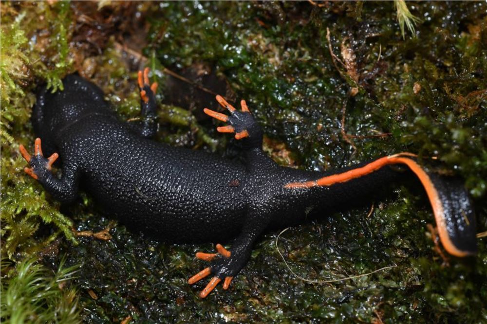 广西发现两栖类新物种“桂林疣螈”