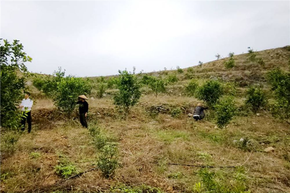 湖南邵东立足地域资源 打造中药材特色产业