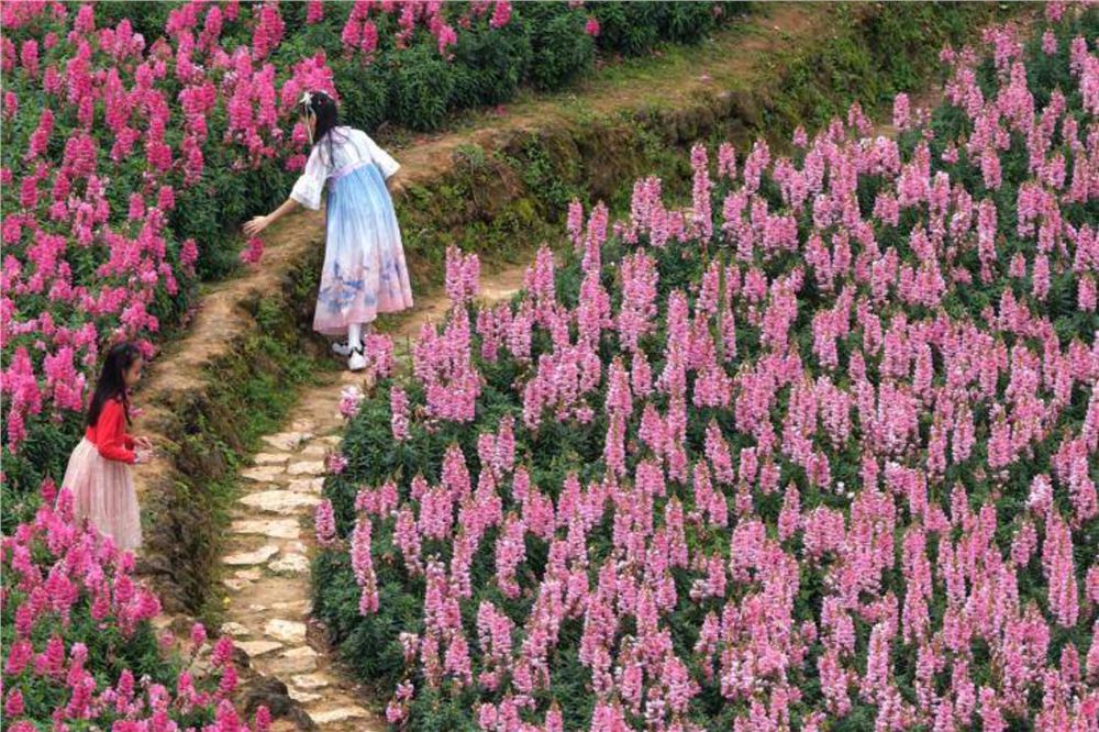 广西南宁：春日赏花