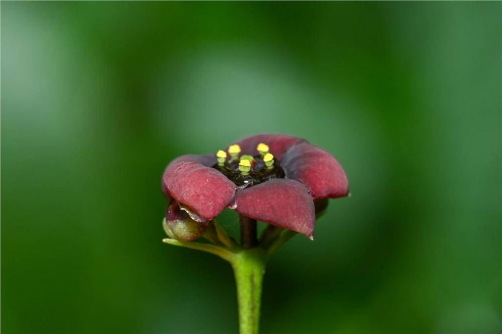 赤水河流域发现植物新物种“茅台卫矛”