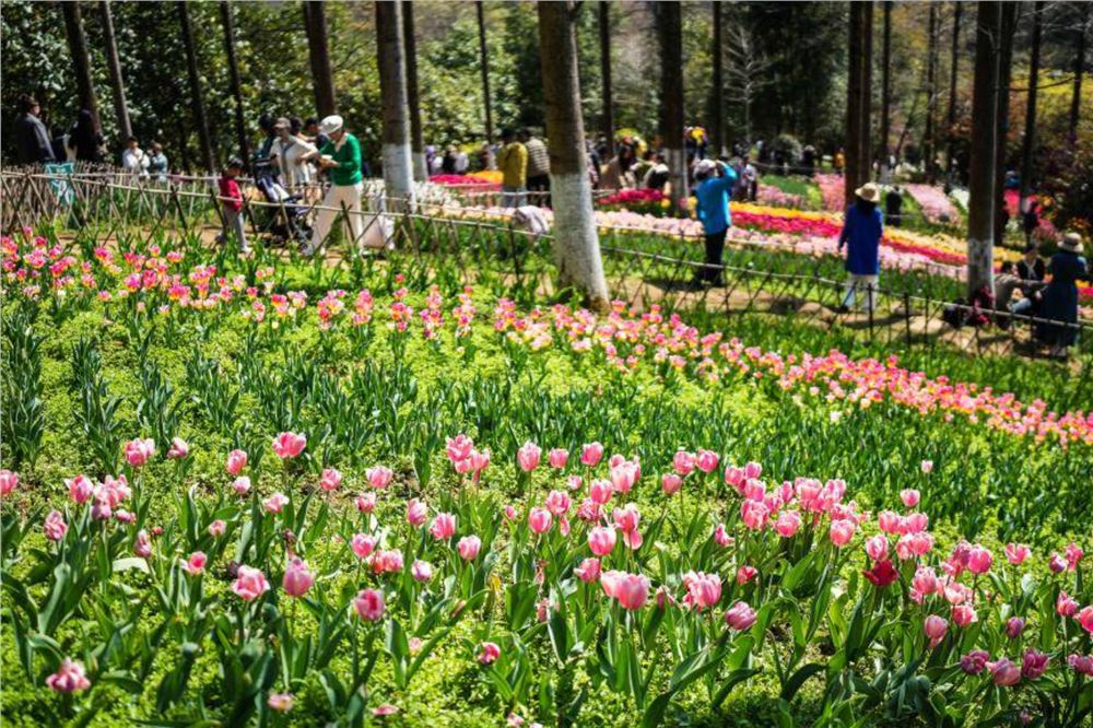 贵州龙里：郁金香开迎客来