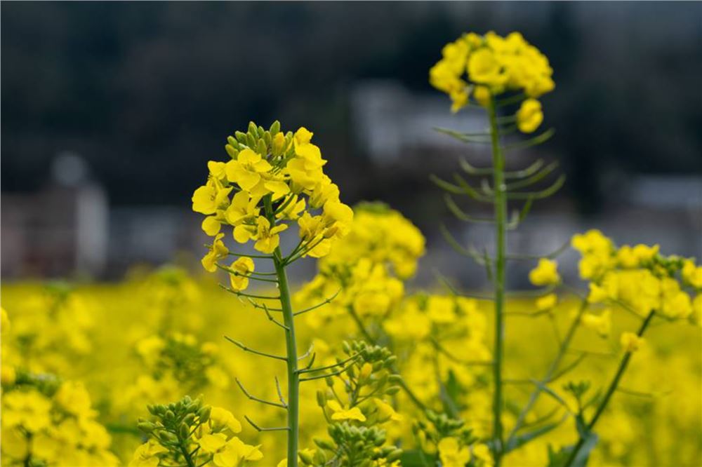 惊艳！江西农大教授团队培育出80种彩色油菜花