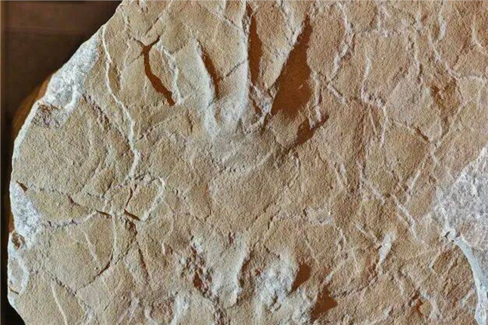 “亚洲首例”，竟是小学生意外发现！