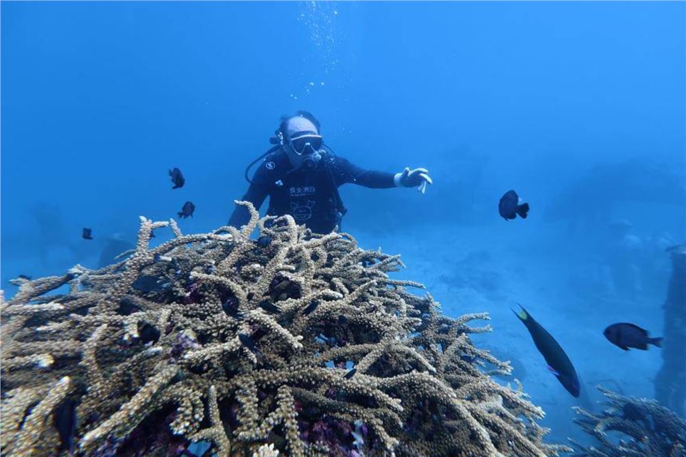 世界地球日，看他如何在海底“造林”
