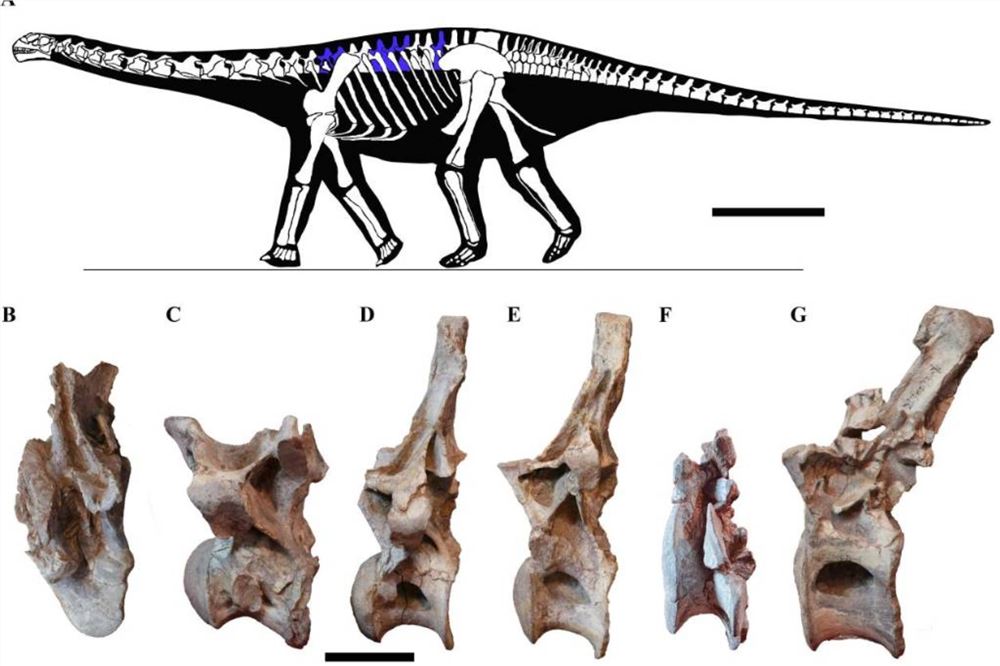 远古发现丨云南楚雄发现蜥脚类恐龙一新属种