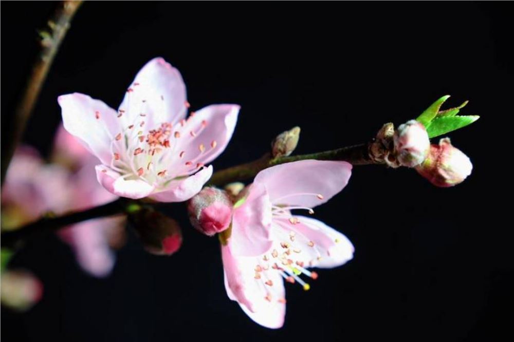 春光正好！延时摄影带你看桃花“醒”来