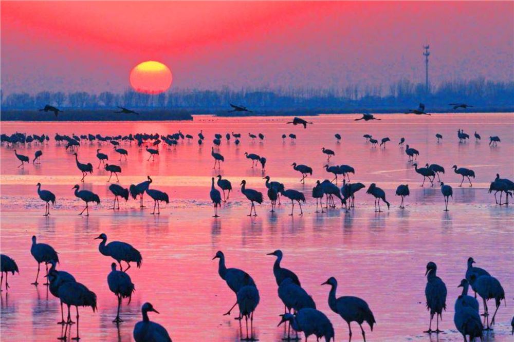 6万余只鸟儿云集衡水湖 上演冬日生态奇趣