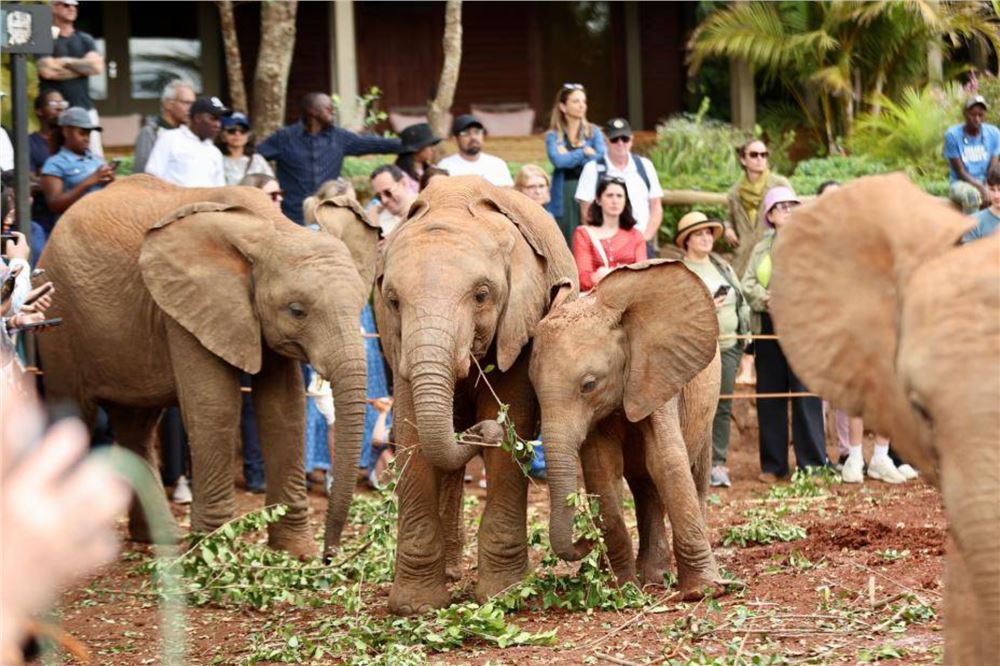 肯尼亚的大象孤儿院