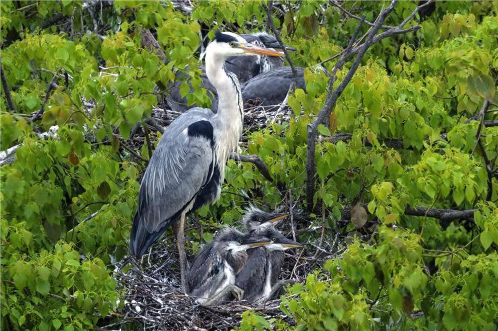 鄱阳湖畔苍鹭村：28年守护 人鸟共家园