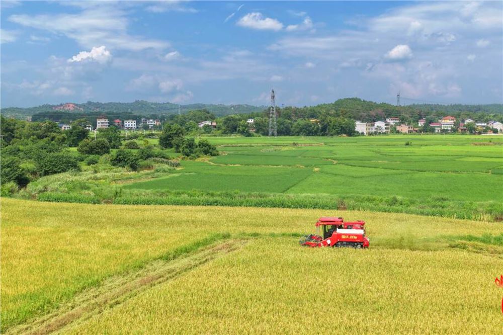湖南早稻总产量全国第一！国家统计局发布2026年早稻产量数据