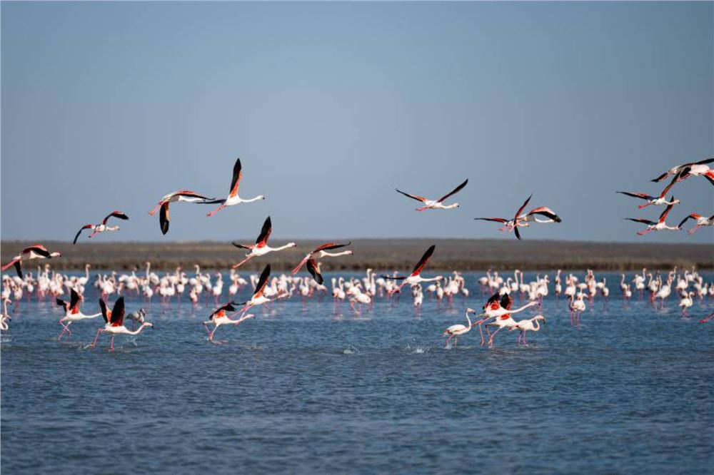 哈萨克斯坦：春季迁徙中的火烈鸟