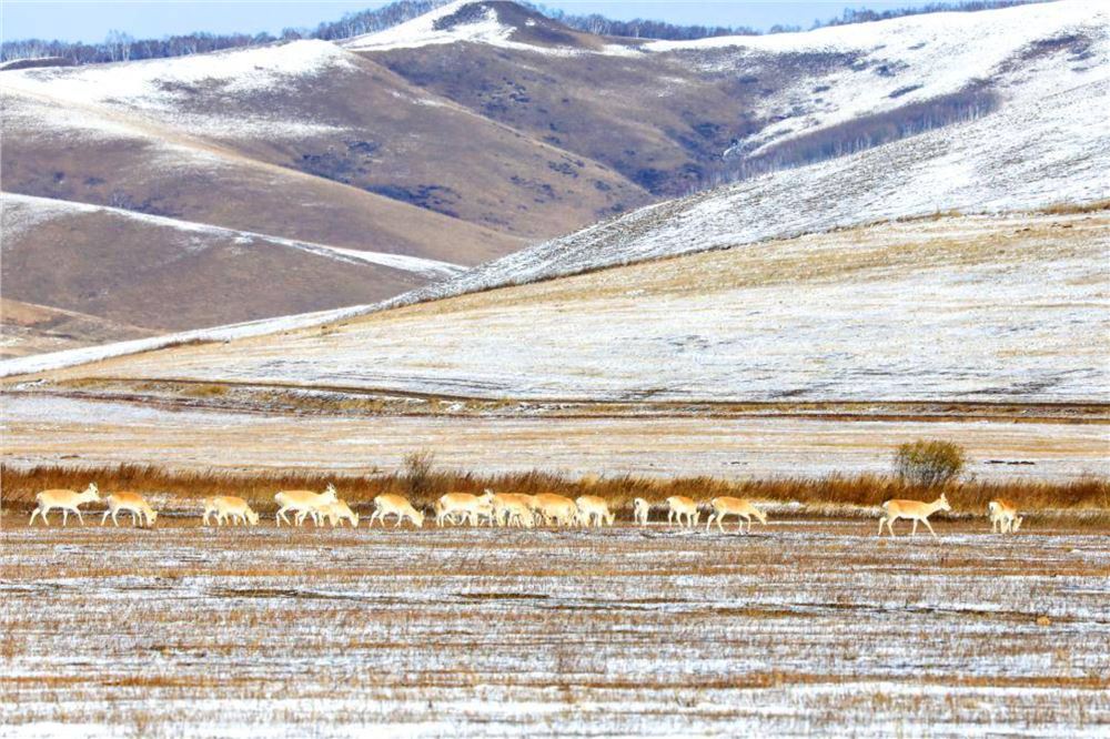 千余只黄羊在内蒙古兴安盟“定居”