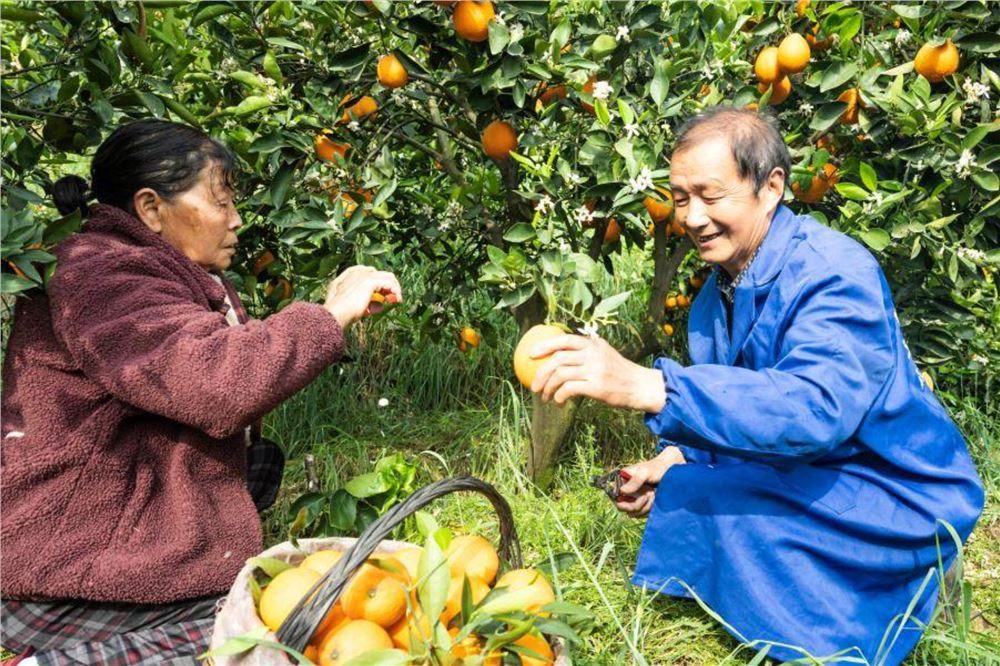 湖北秭归：七旬果农直播带橙出三峡