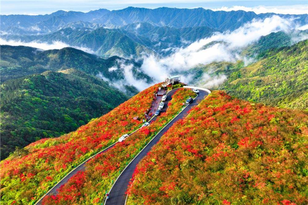 杜鹃花开引客来