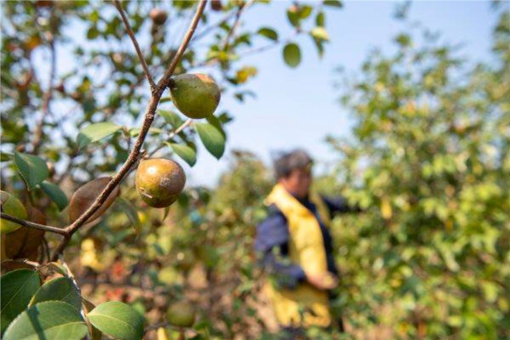 全国首个省级油茶碳汇标准在湘发布 湖南油茶纳入“双碳”战略新赛道